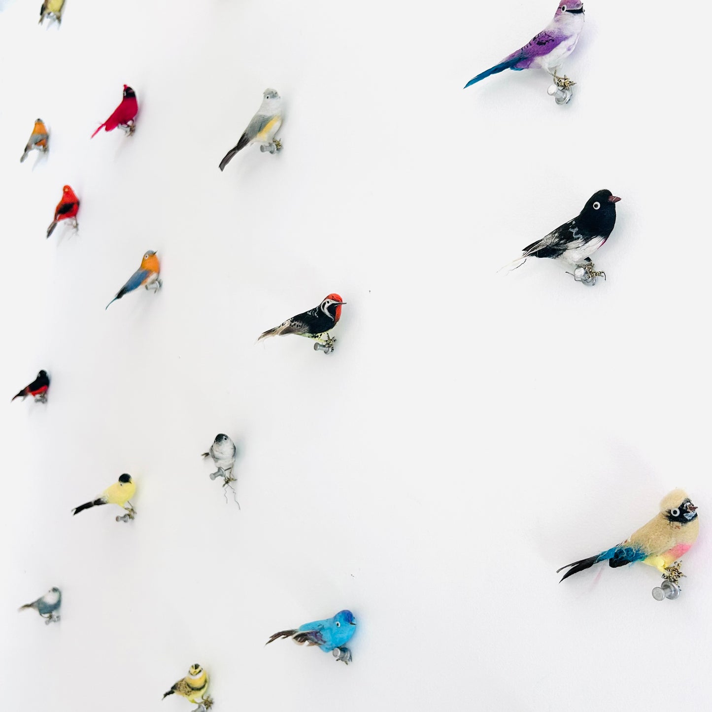 32 Species