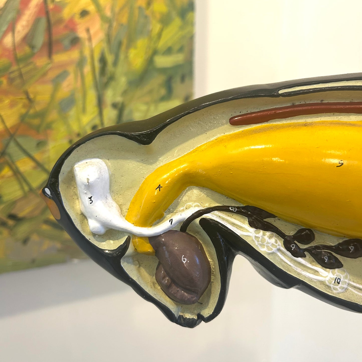 Vintage Anatomical Model