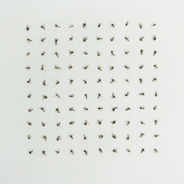K. Nichol Bugs