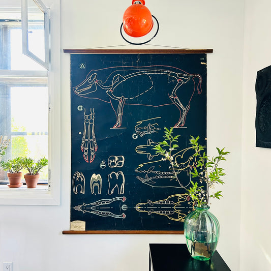 Vintage Pig Anatomy Teaching Chart