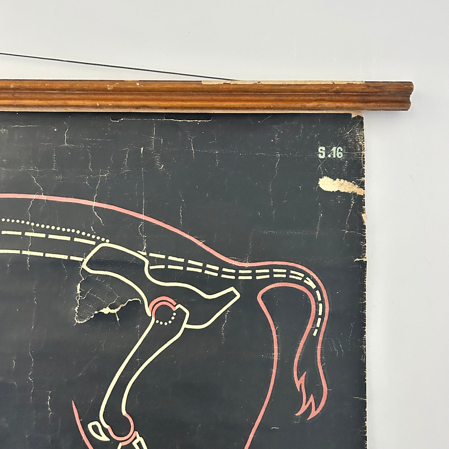 Vintage Pig Anatomy Teaching Chart