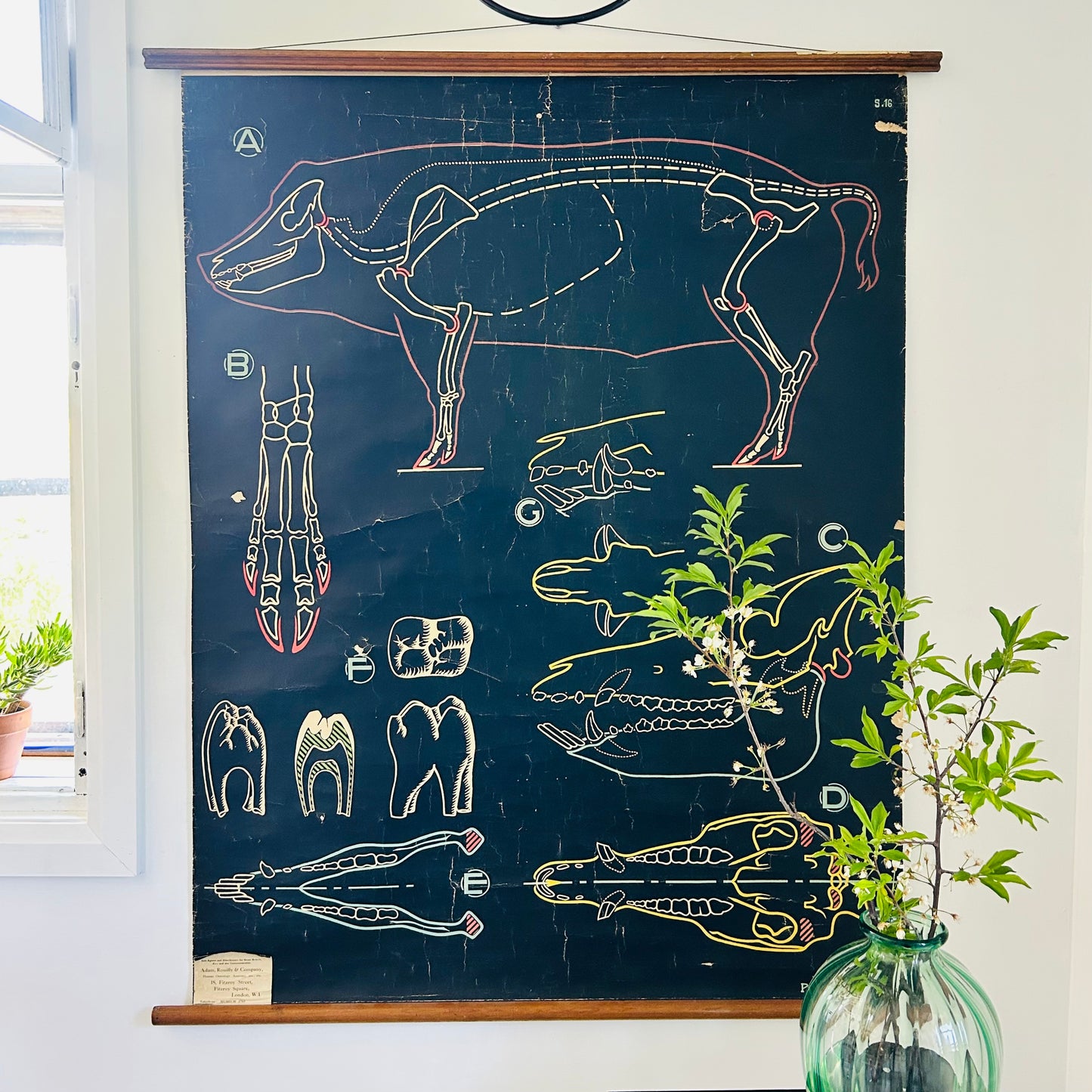 Vintage Pig Anatomy Teaching Chart
