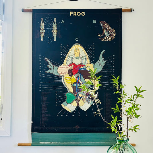 Vintage Frog Anatomy Teaching Chart