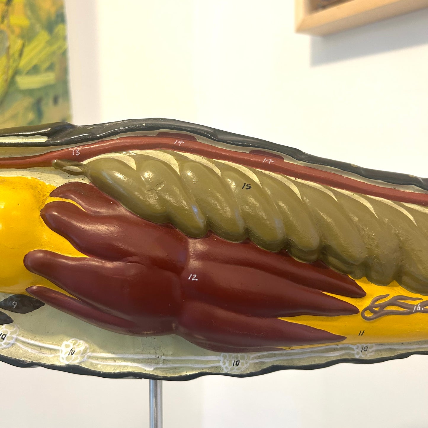 Vintage Anatomical Model