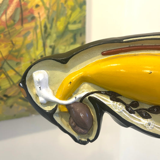 Vintage Anatomical Model