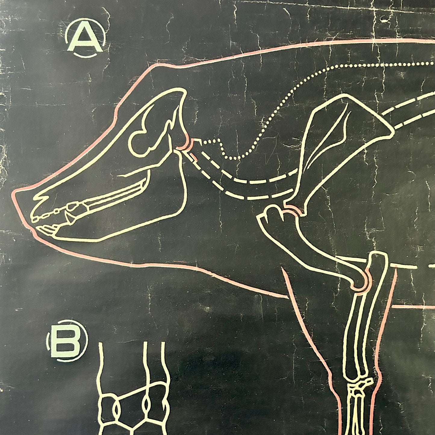 Vintage Pig Anatomy Teaching Chart