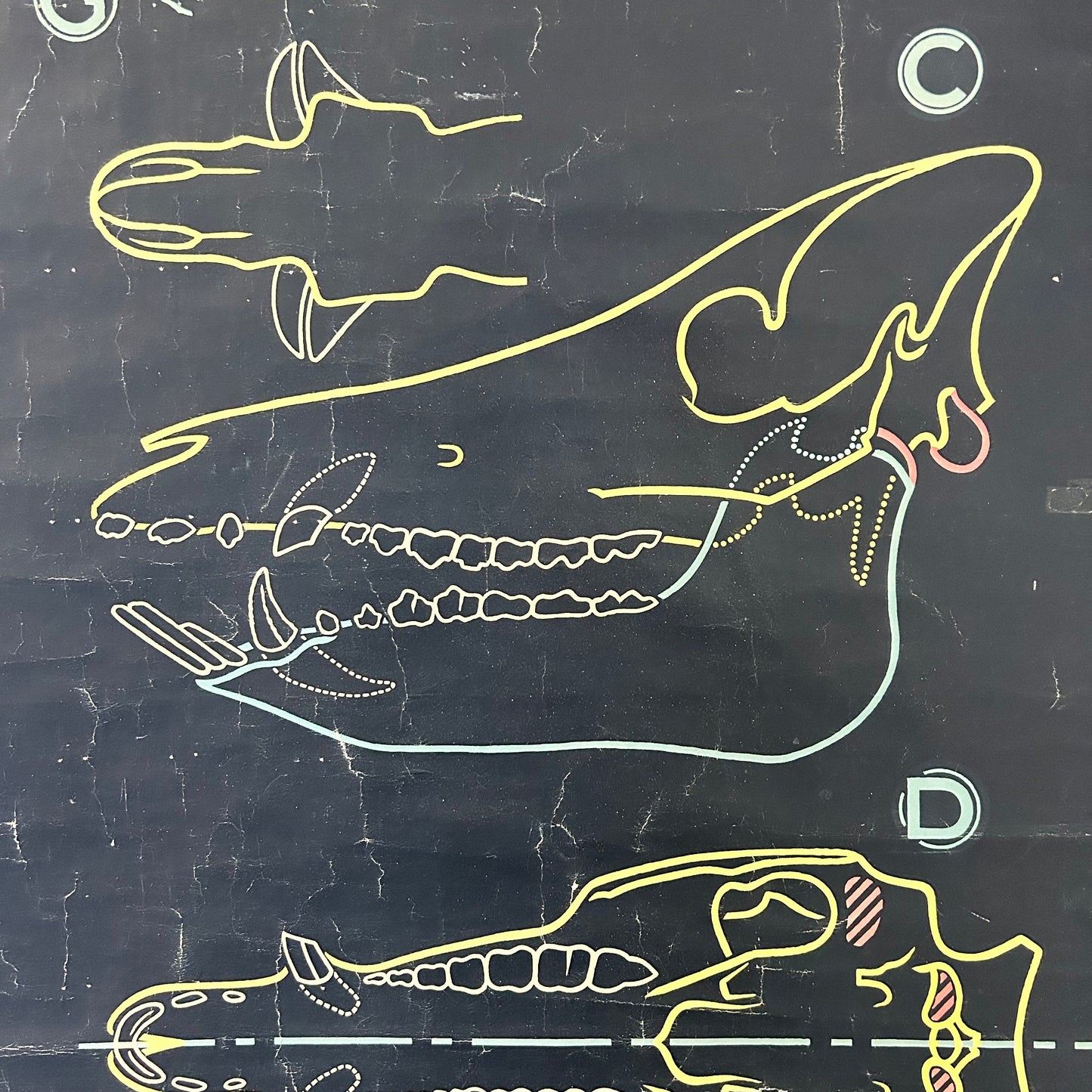 Vintage Pig Anatomy Teaching Chart