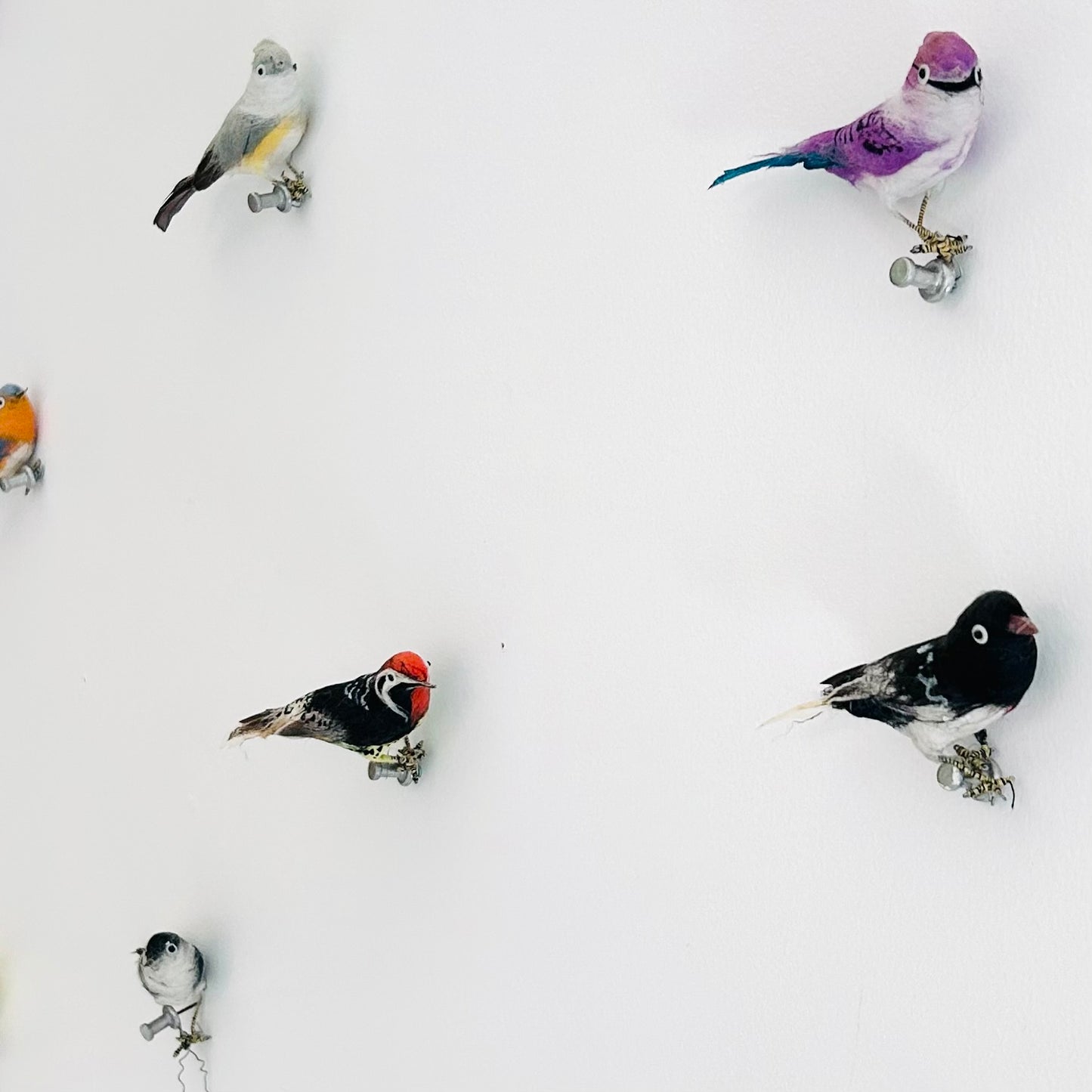 32 Species