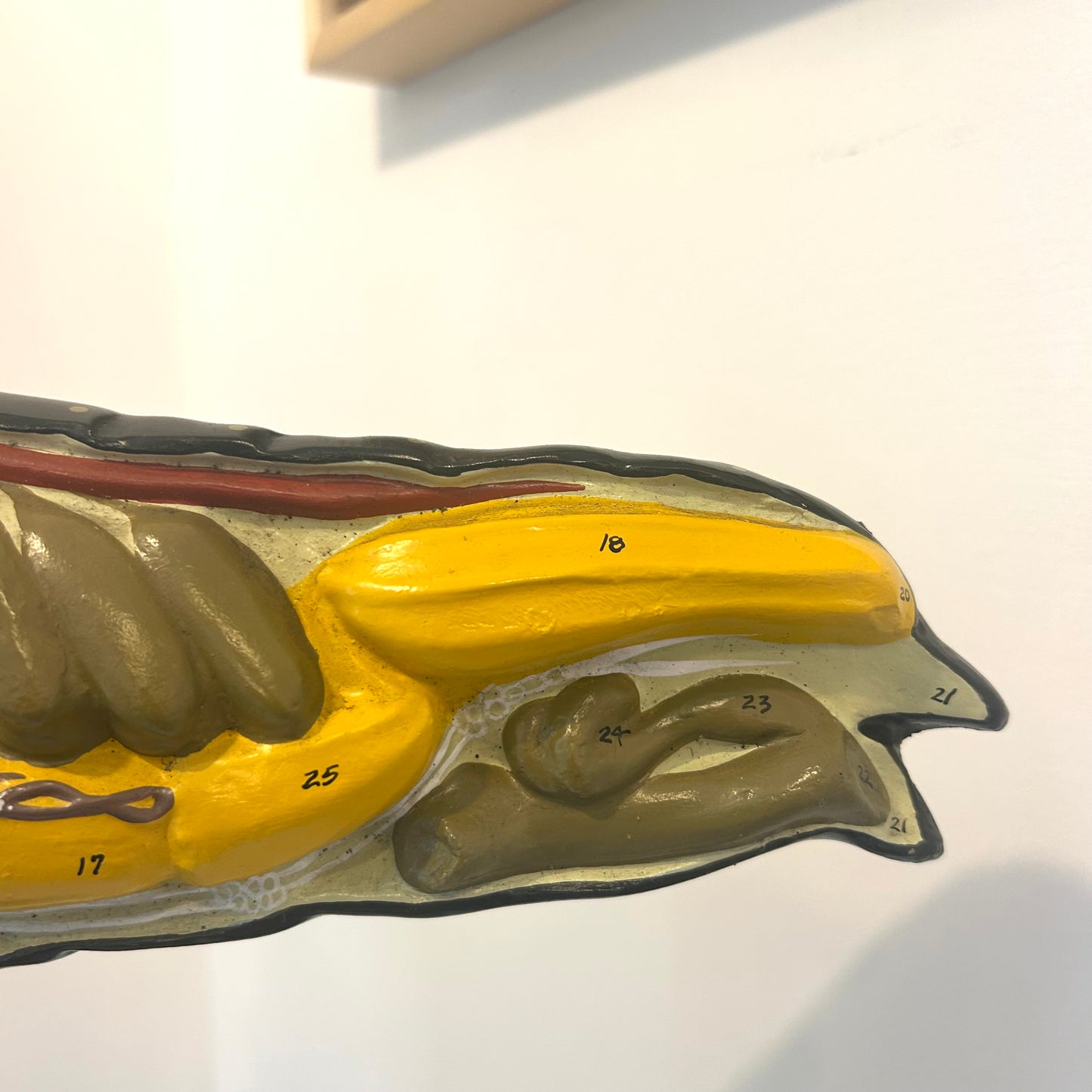 Vintage Anatomical Model