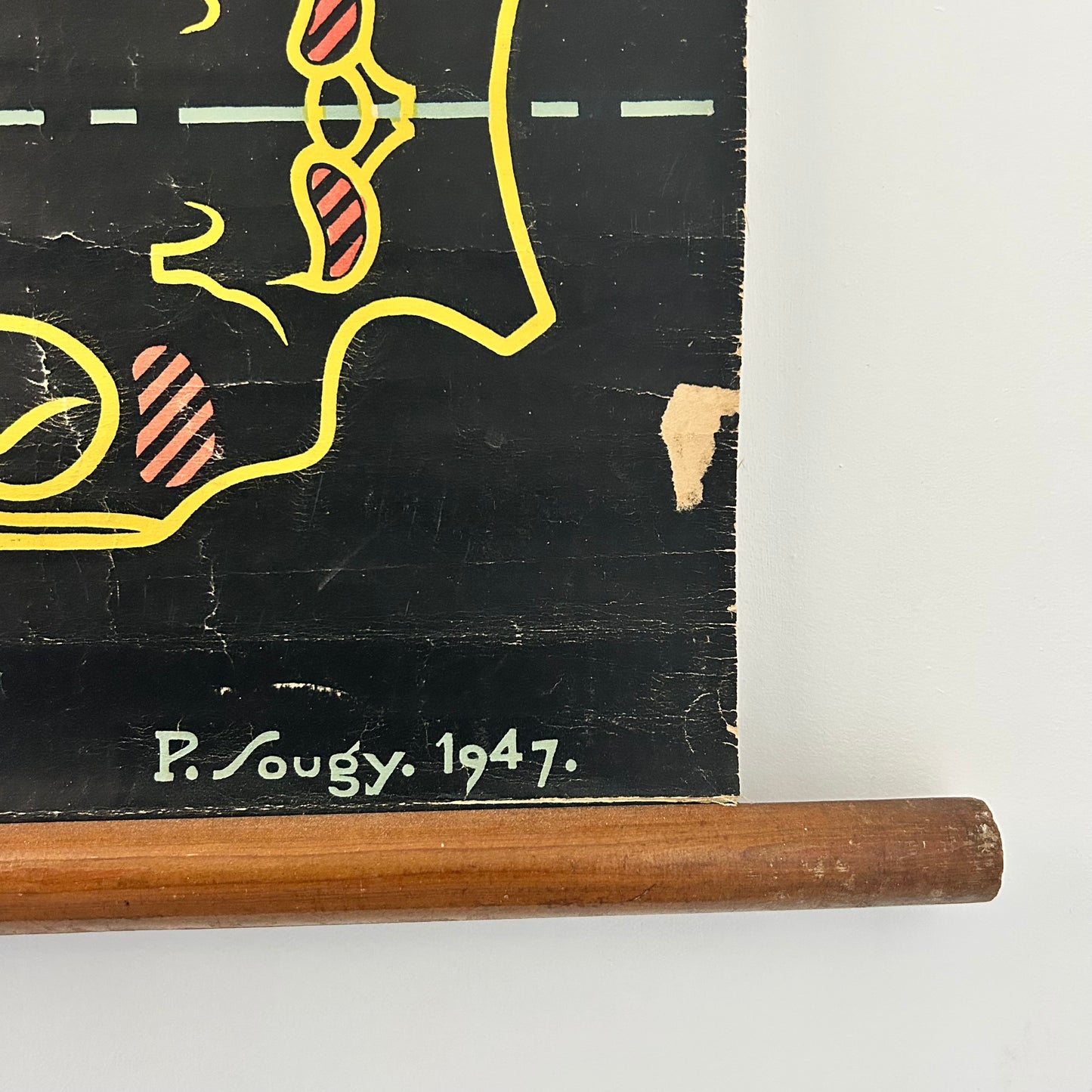 Vintage Pig Anatomy Teaching Chart