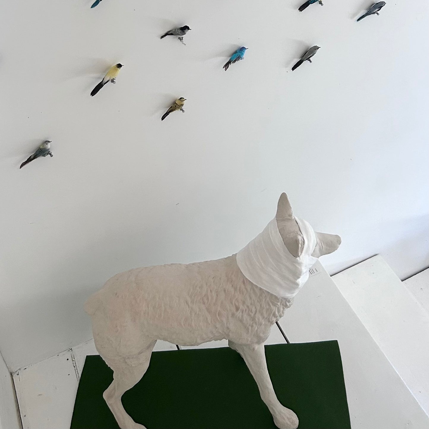 Wrapped Coyote, Janet Macpherson