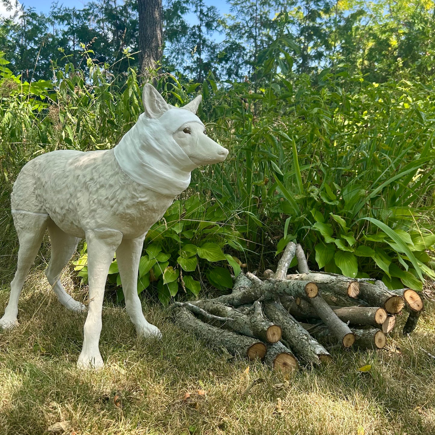 Wrapped Coyote, Janet Macpherson
